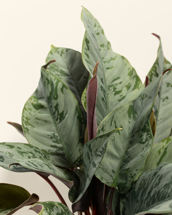 Red Sword Plant