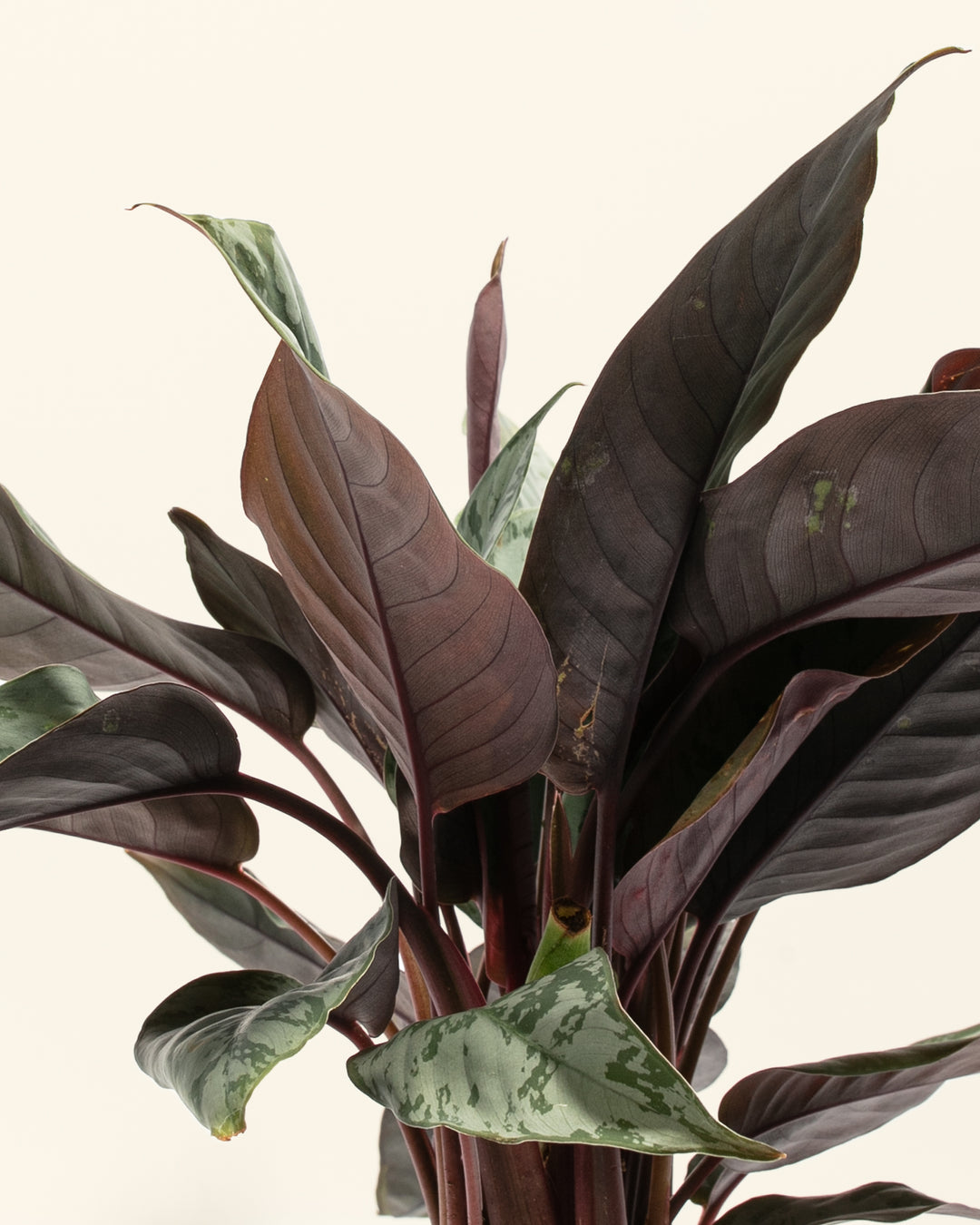 Red Sword Plant