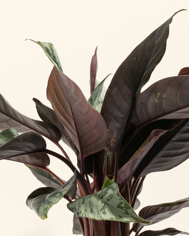 Red Sword Plant