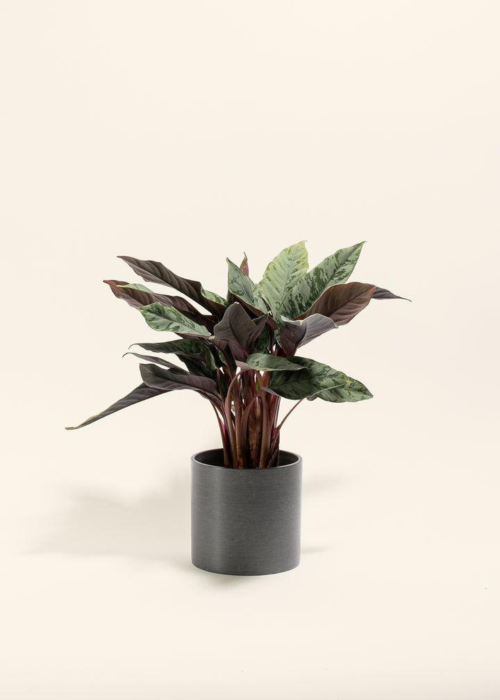 Red Sword Plant