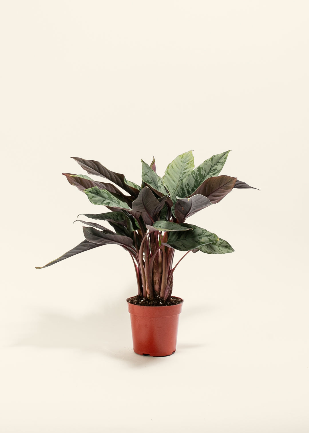 Red Sword Plant