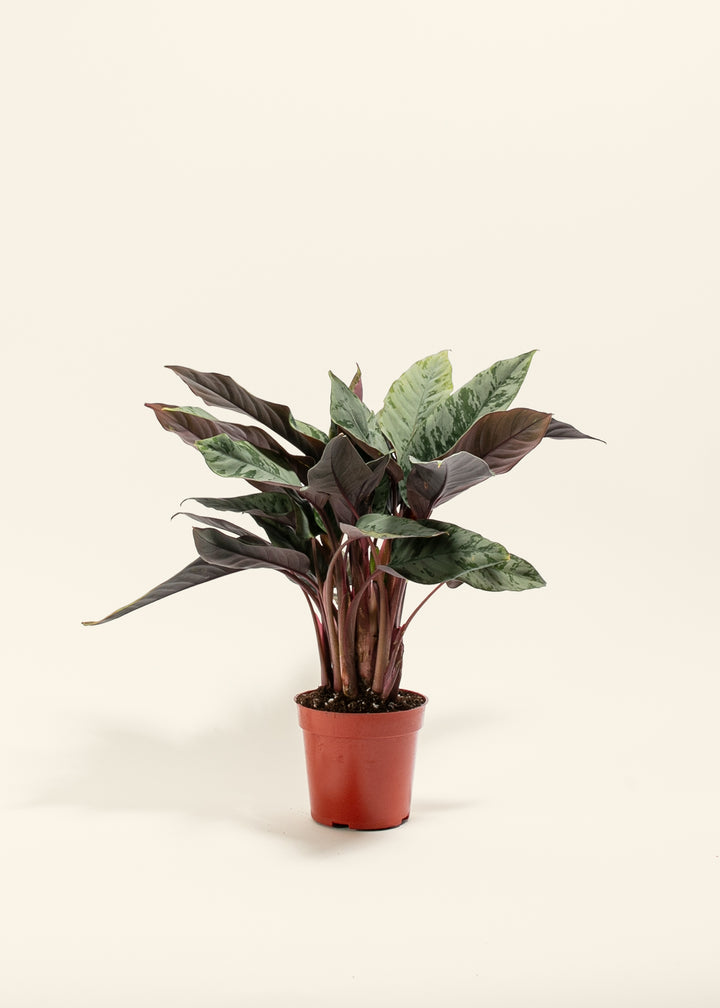 Red Sword Plant