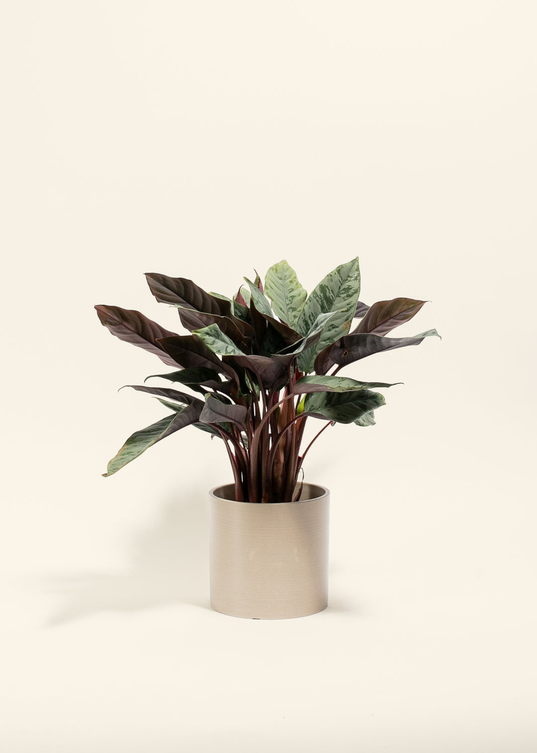 Red Sword Plant