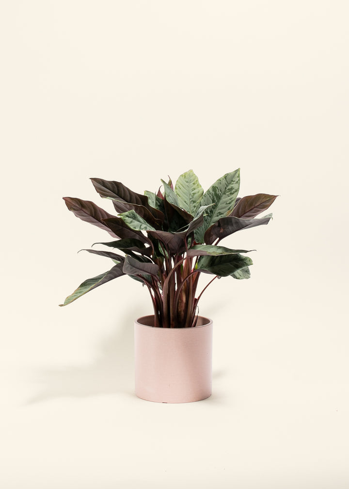 Red Sword Plant