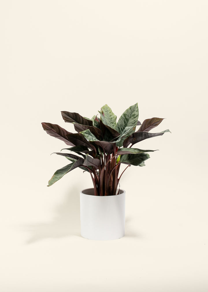 Red Sword Plant
