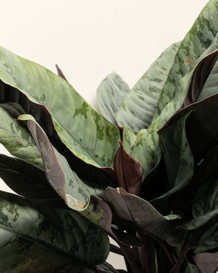 Red Sword Plant