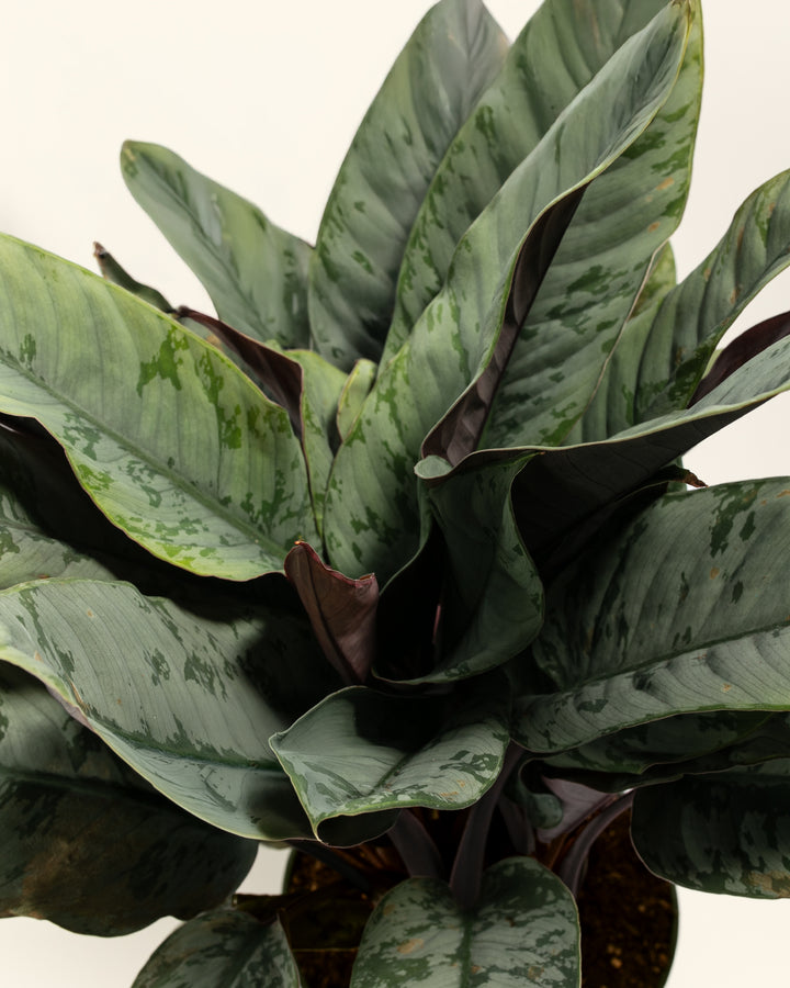 Red Sword Plant