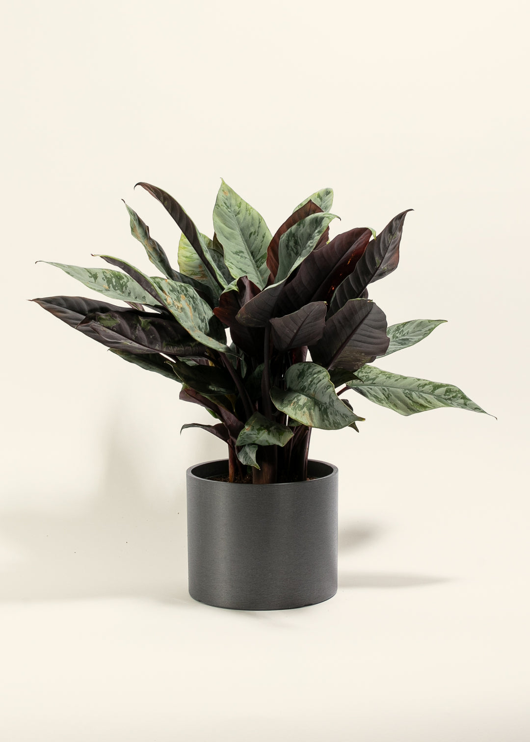 Red Sword Plant