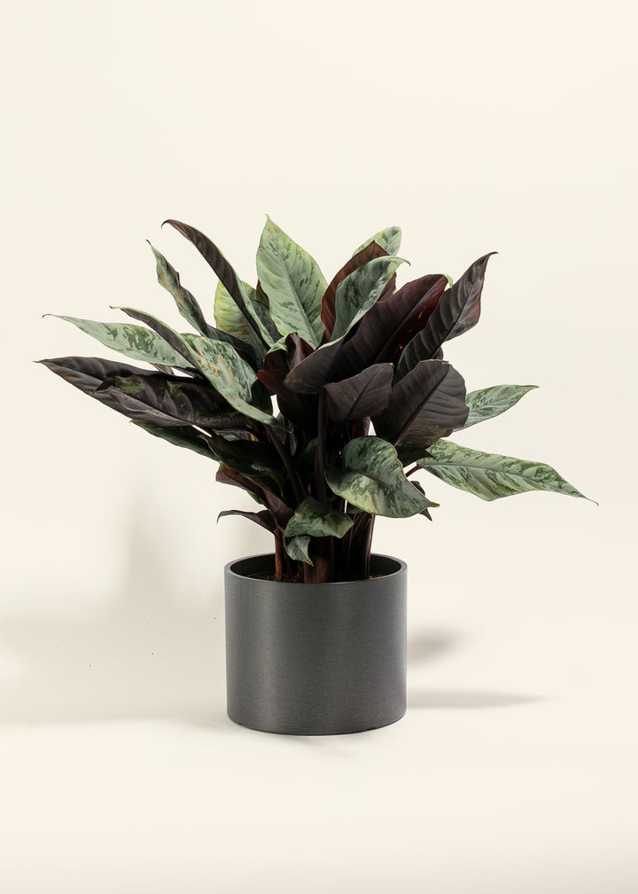 Red Sword Plant