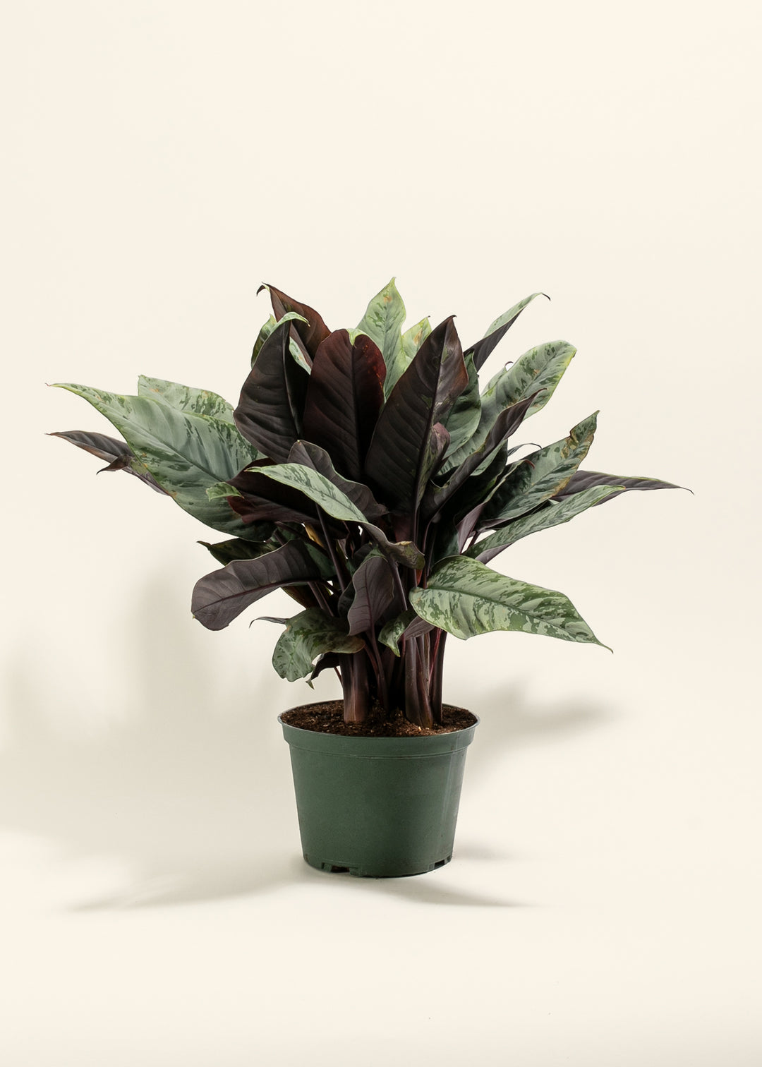 Red Sword Plant
