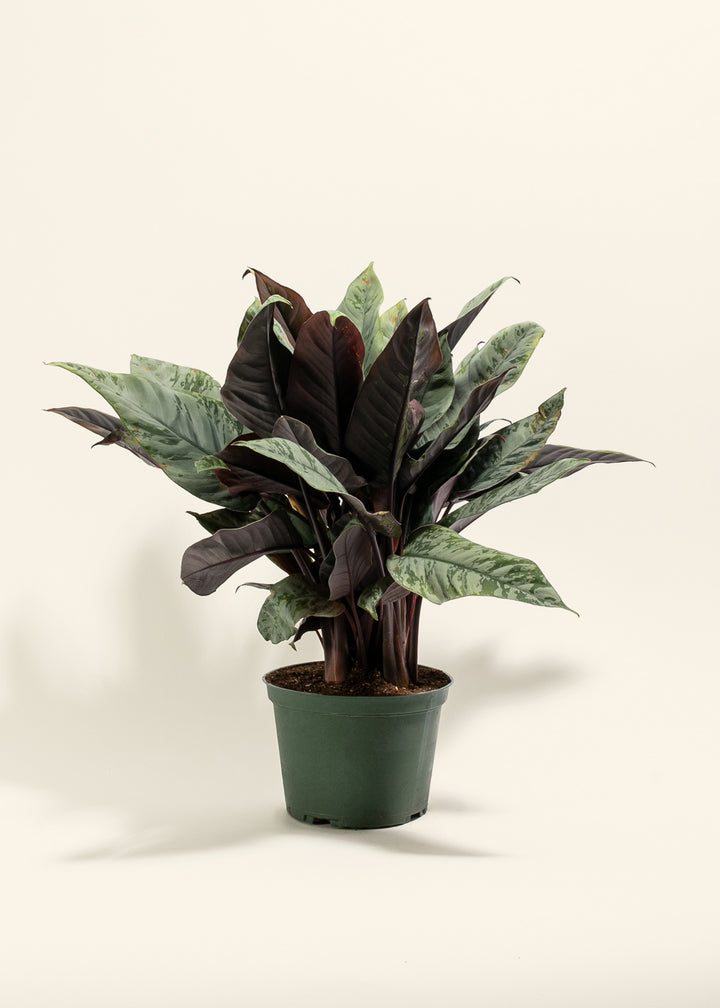 Red Sword Plant
