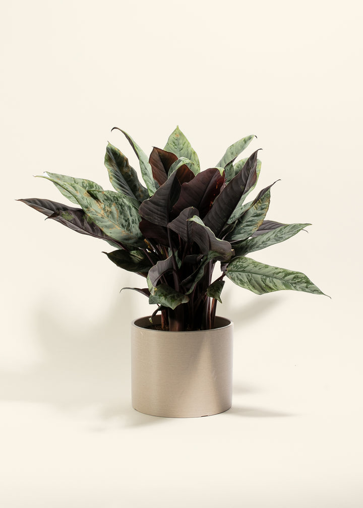 Red Sword Plant