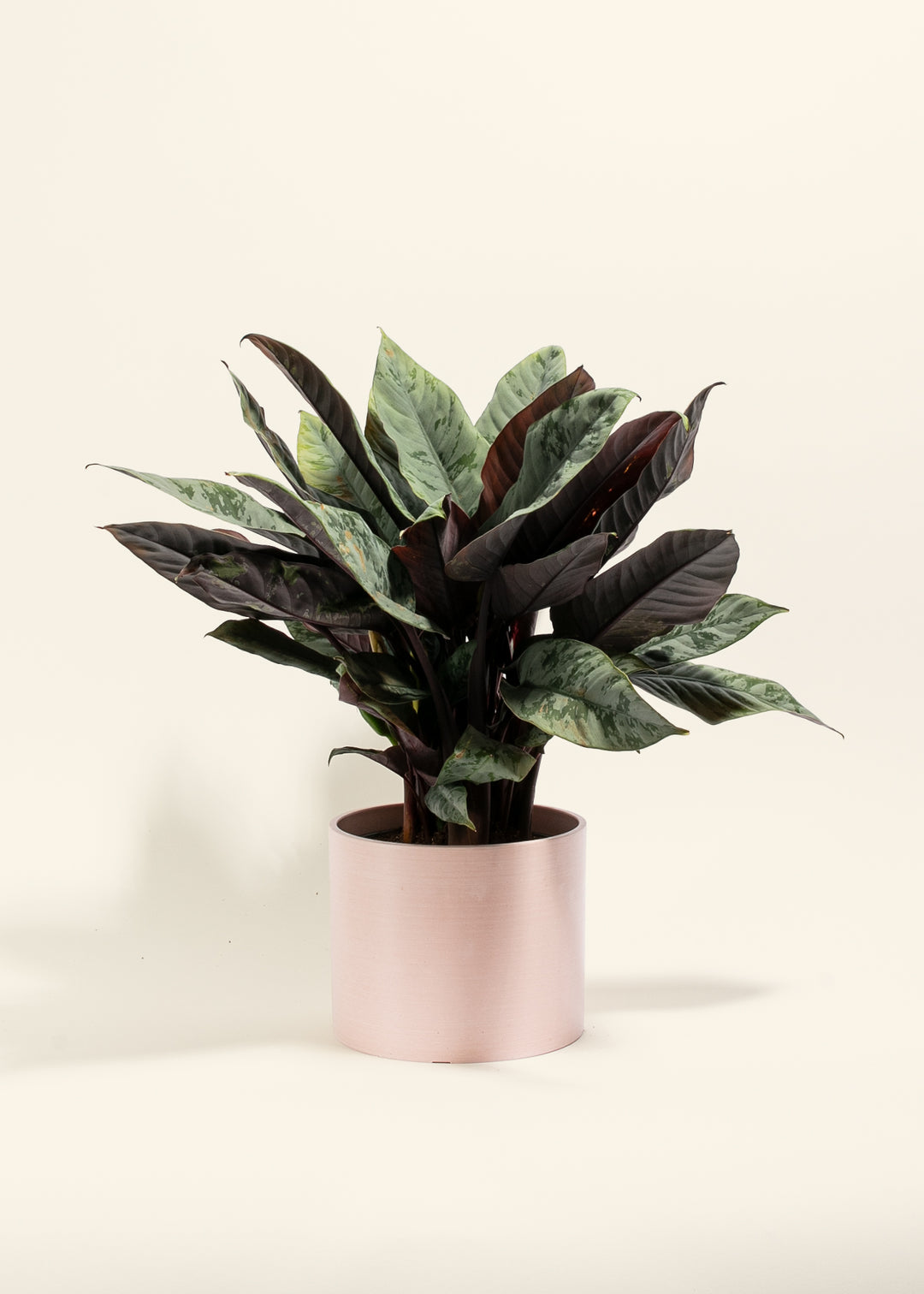 Red Sword Plant