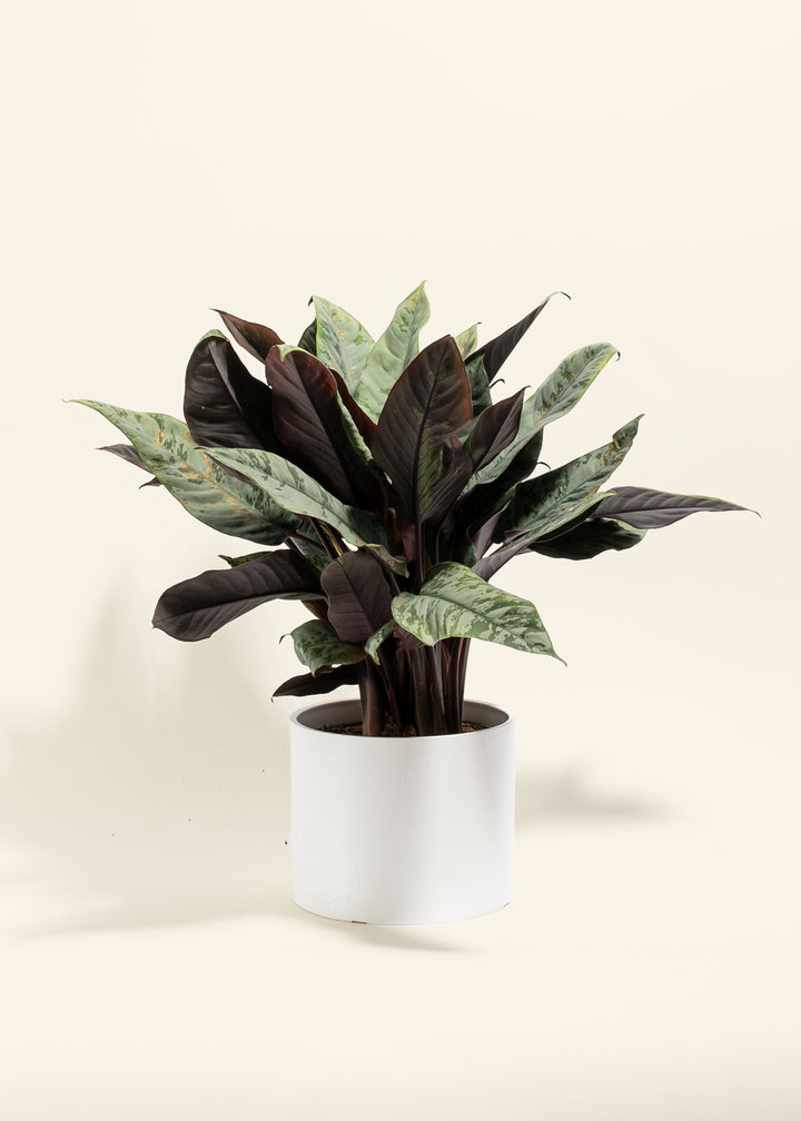 Red Sword Plant