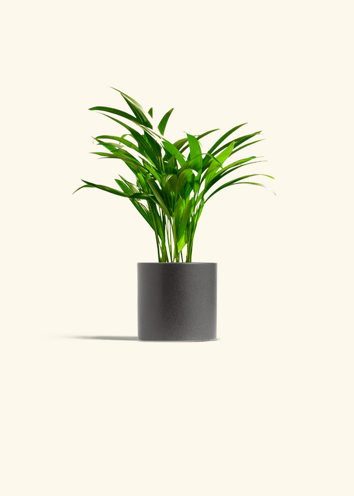 Bamboo Palm
