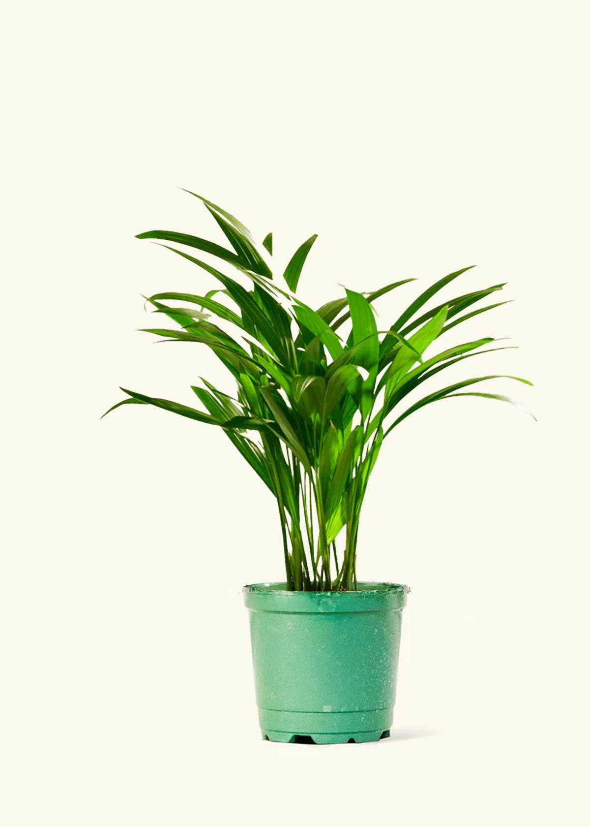 Areca Palm, Small