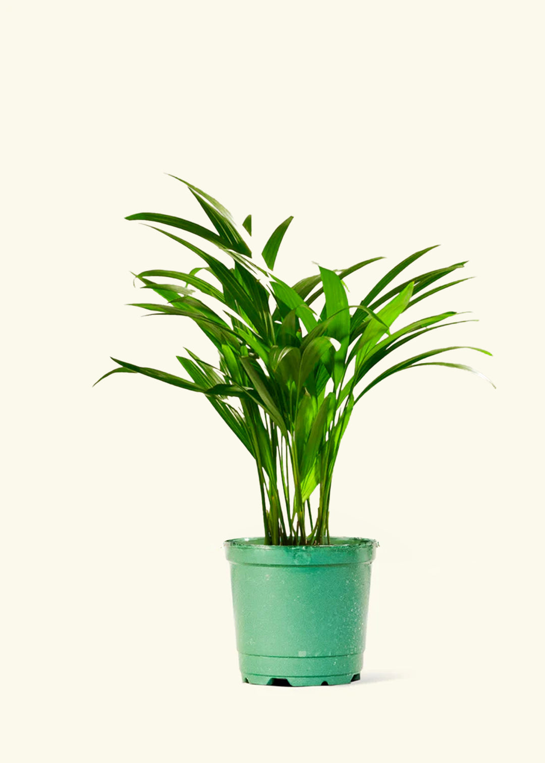 Bamboo Palm