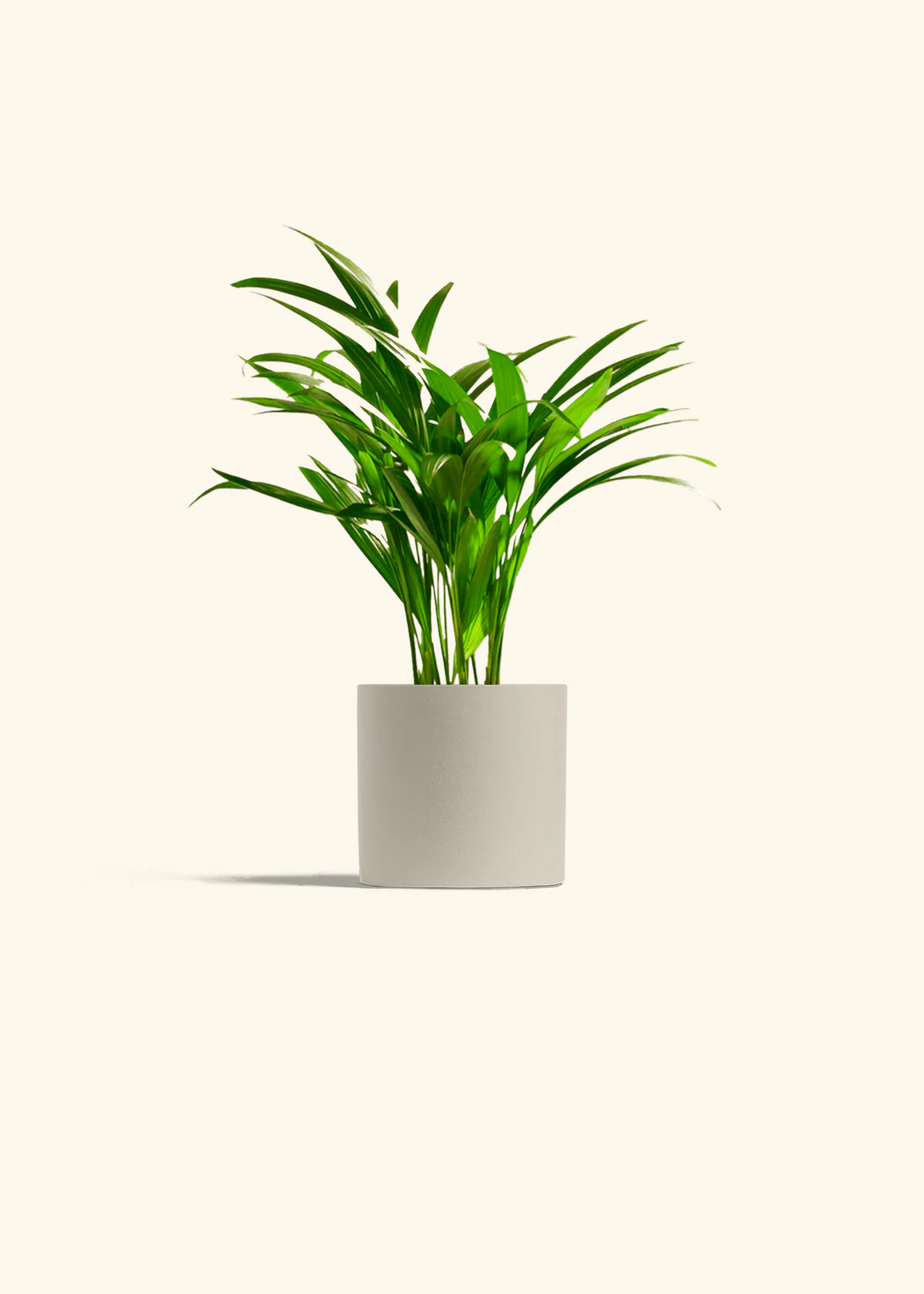Bamboo Palm