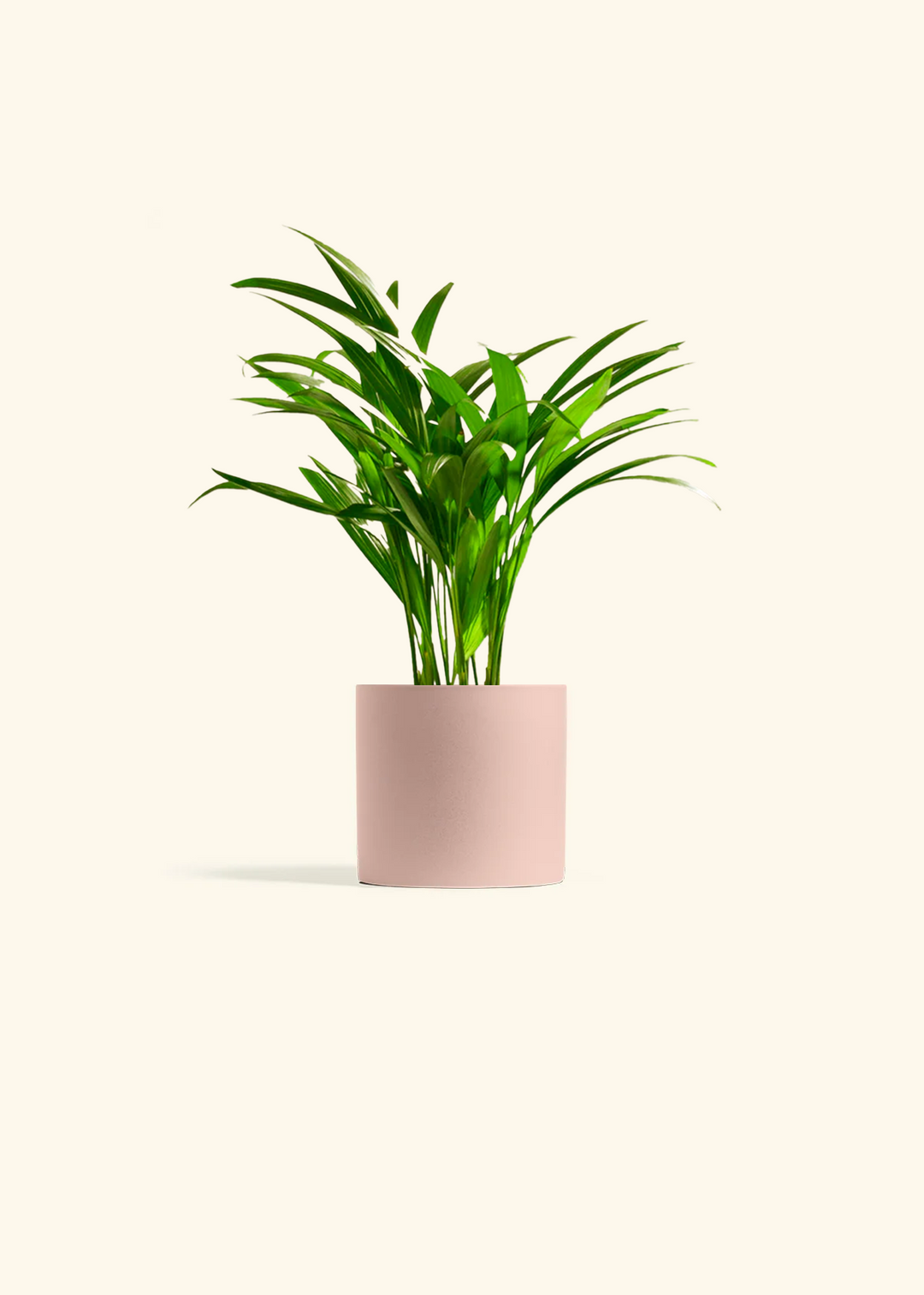 Bamboo Palm