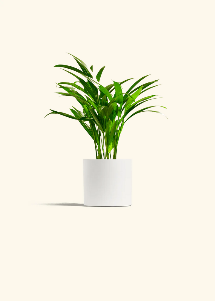 Bamboo Palm