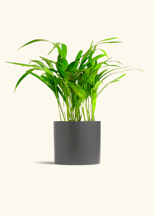 Bamboo Palm