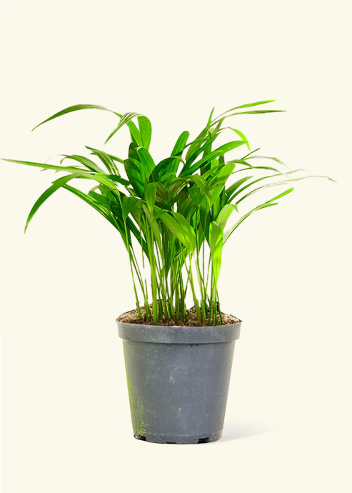 Areca Palm, Medium