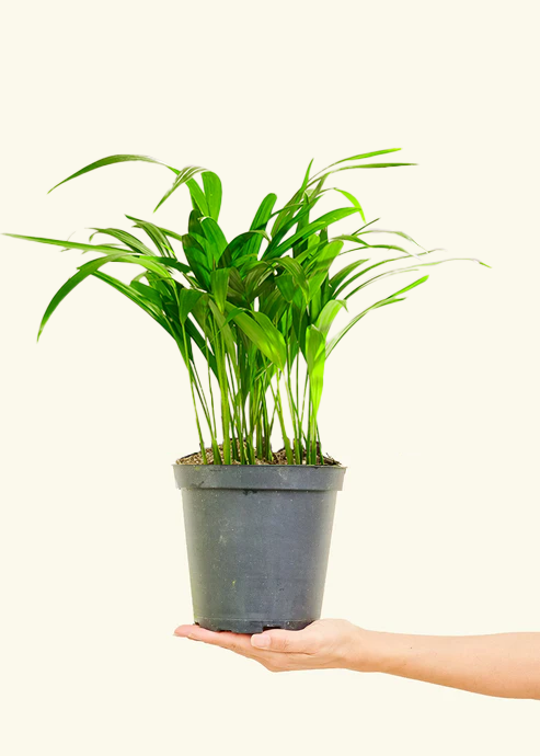 Bamboo Palm