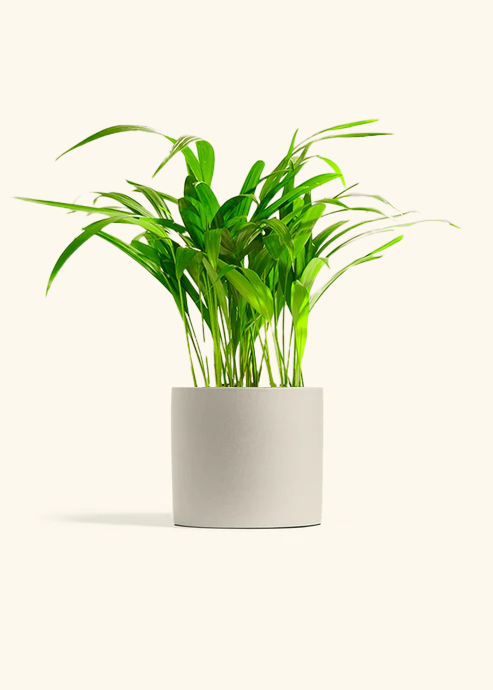 Bamboo Palm