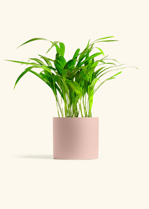 Bamboo Palm