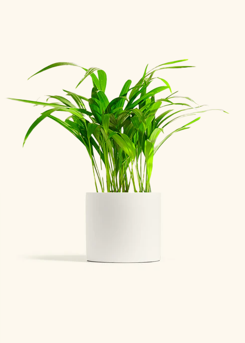 Bamboo Palm