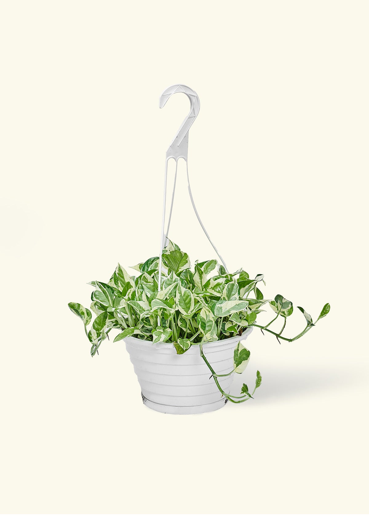 Pothos 'Pearl and Jade'