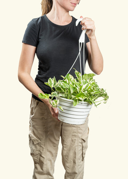 Pothos 'Pearl and Jade'