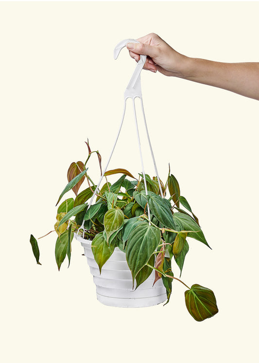 Velvet Leaf Philodendron in a 8 inches grow pot