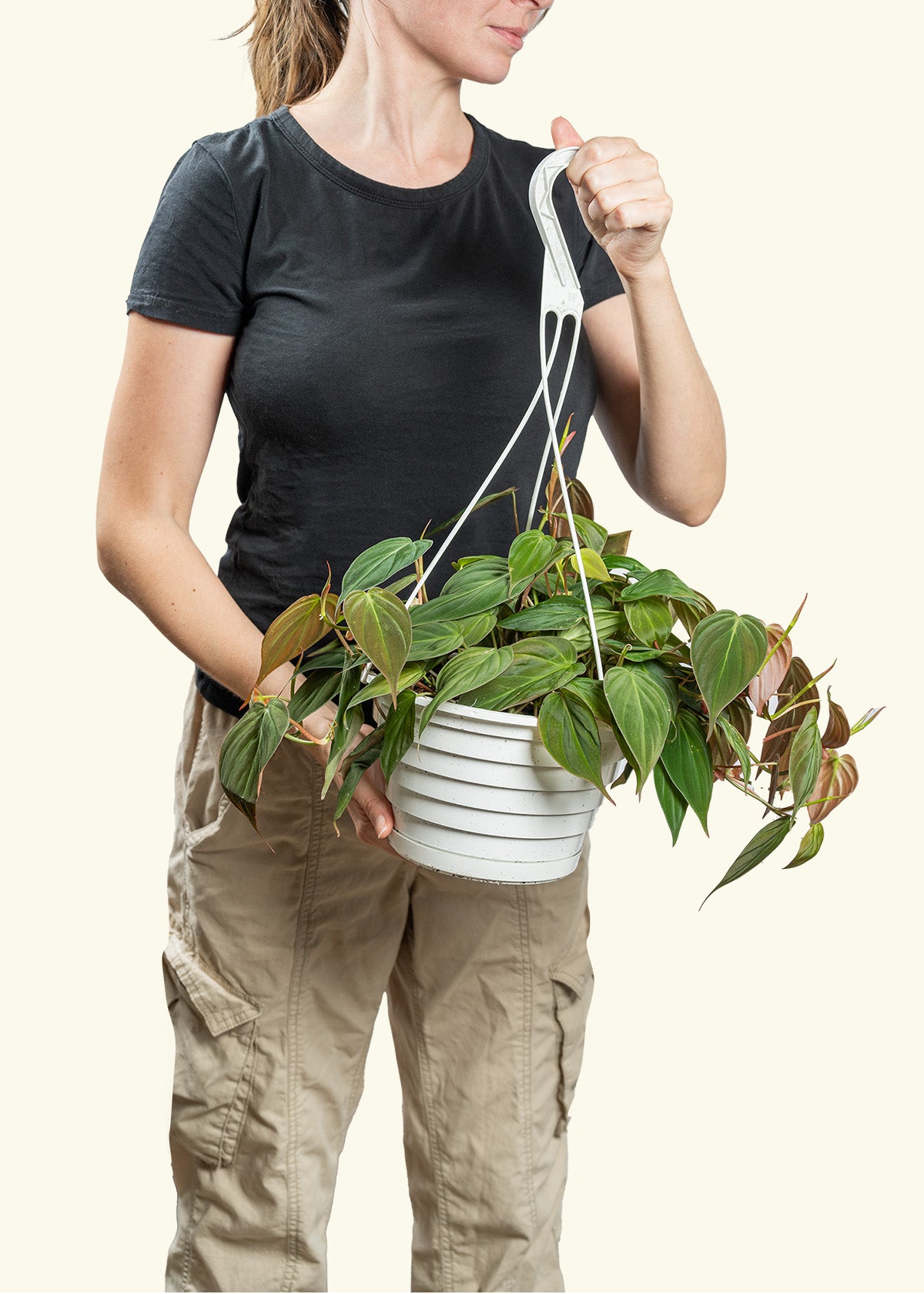 Velvet Leaf Philodendron in a 8 inches grow pot