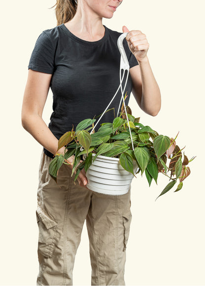 Velvet Leaf Philodendron in a 8 inches grow pot