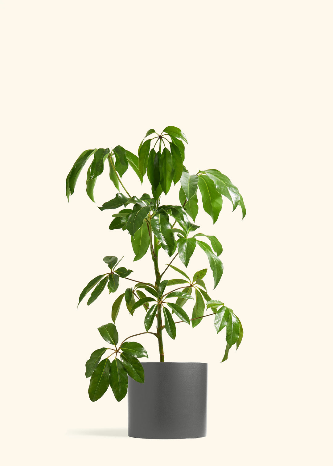 Australian Umbrella Tree