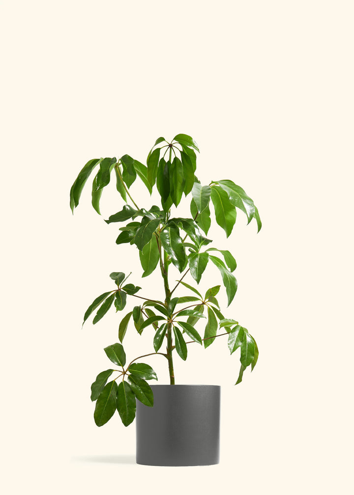 Australian Umbrella Tree