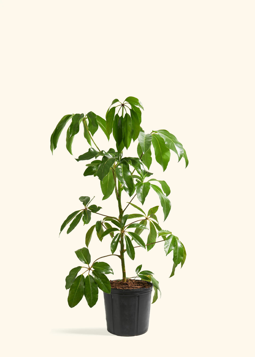Australian Umbrella Tree
