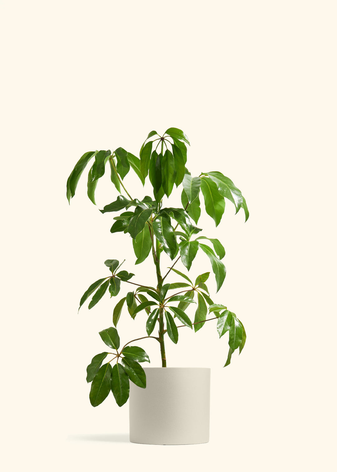 Australian Umbrella Tree