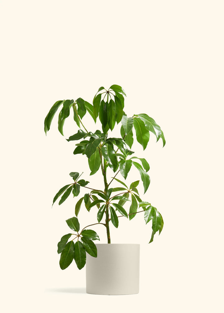 Australian Umbrella Tree