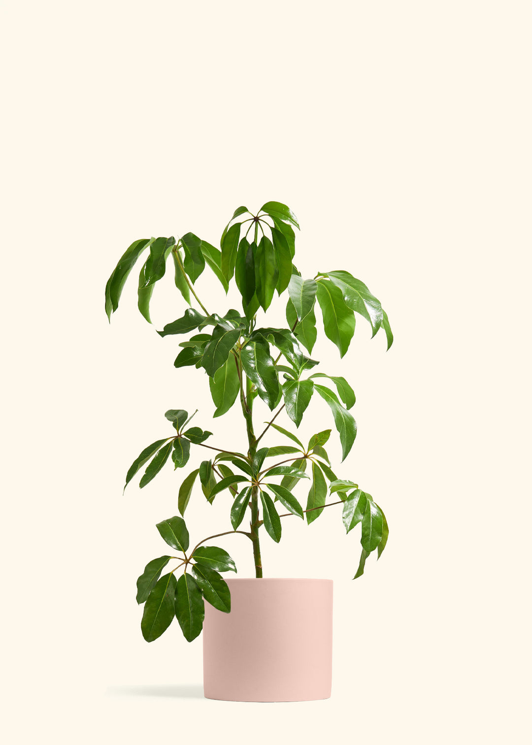 Australian Umbrella Tree