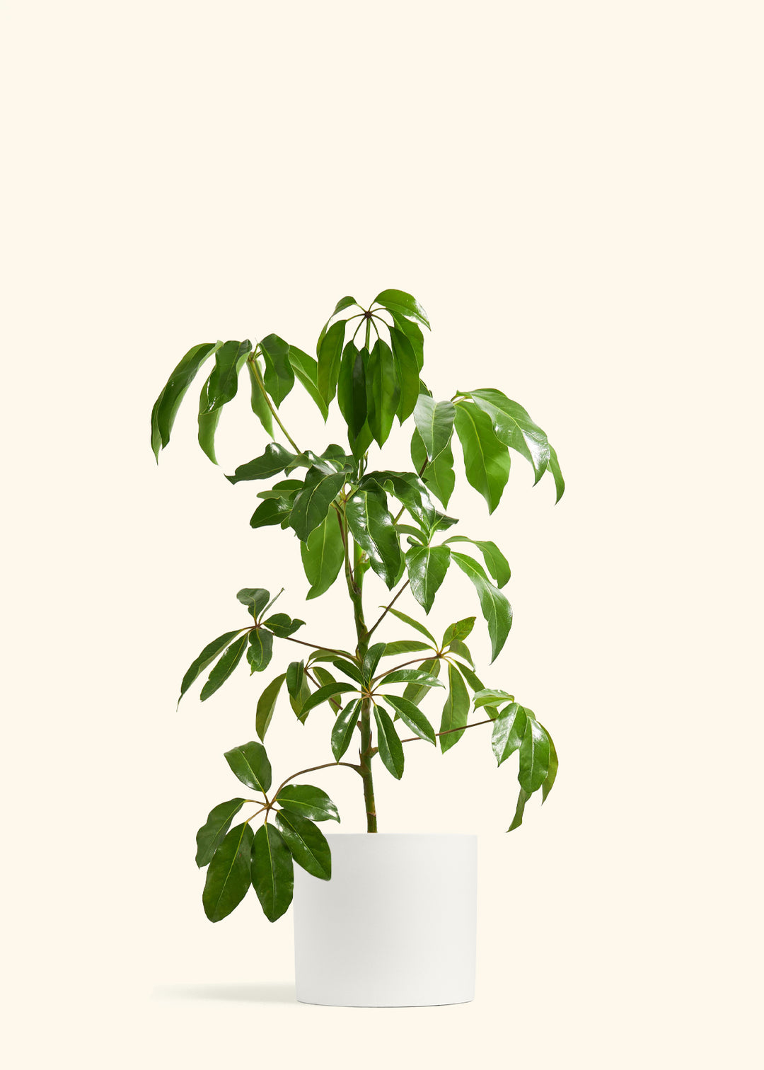 Australian Umbrella Tree