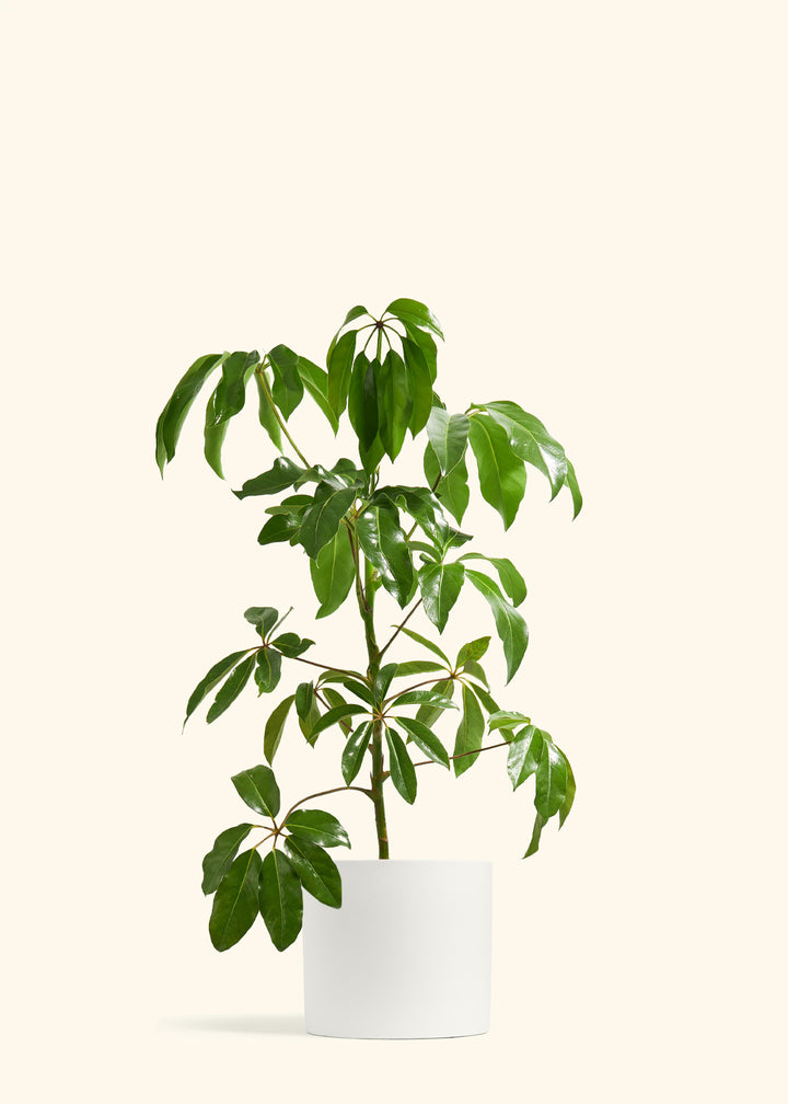 Australian Umbrella Tree