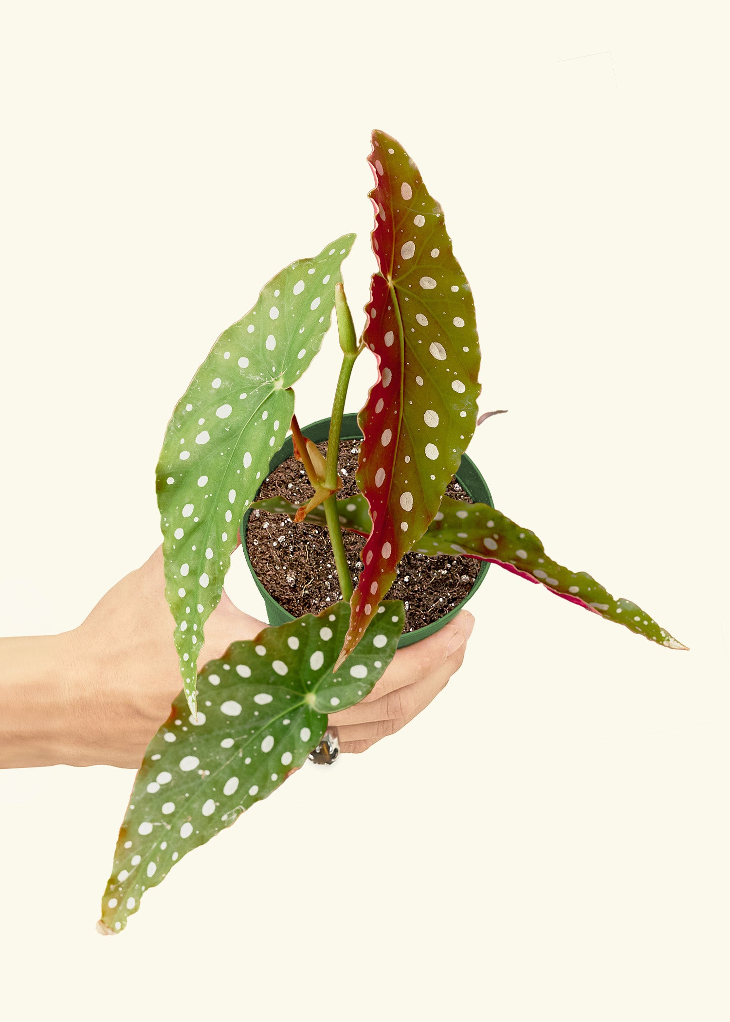 Begonia Maculata in a 4 inches grow pot