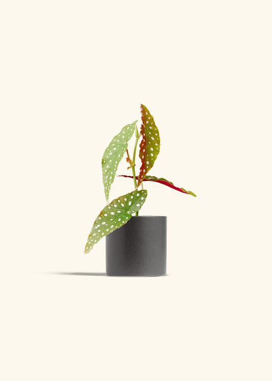 Begonia Maculata in a 4 inches Charcoal Classic Cylinder Planter 