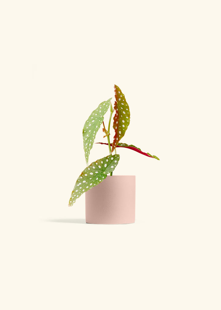 Begonia Maculata in a 4 inches Pink Classic Cylinder Planter 
