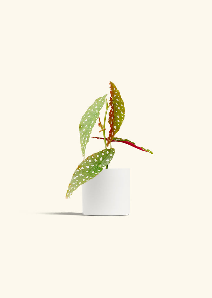 Begonia Maculata in a 4 inches White Classic Cylinder Planter 
