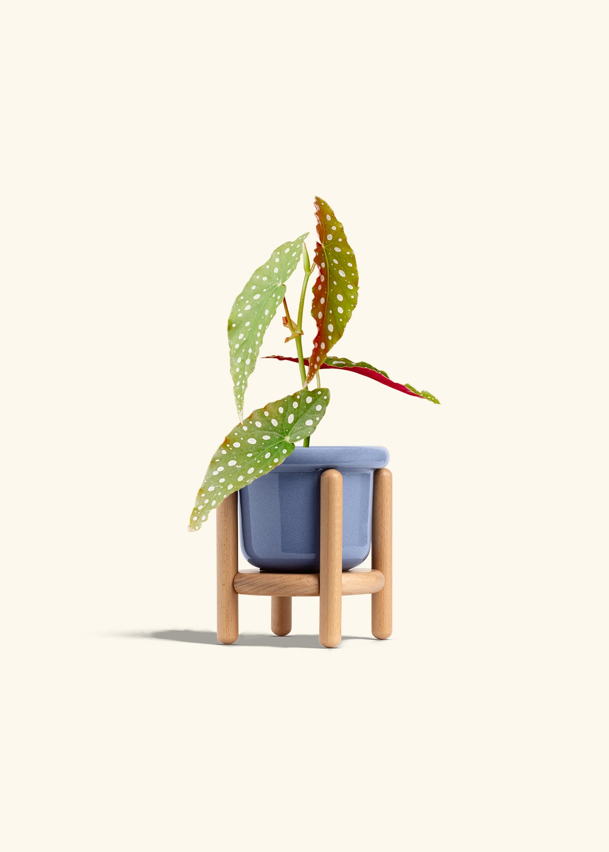 Begonia Maculata in a 4 inches Fat Lip Blue Planter in a Beech Wood Stand