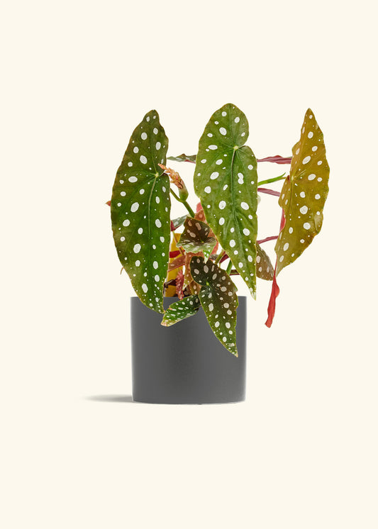 Begoia Maculata in a 6 inches Charcoal Classic Cylinder Planter in a Shamrock Petal Drip Tray