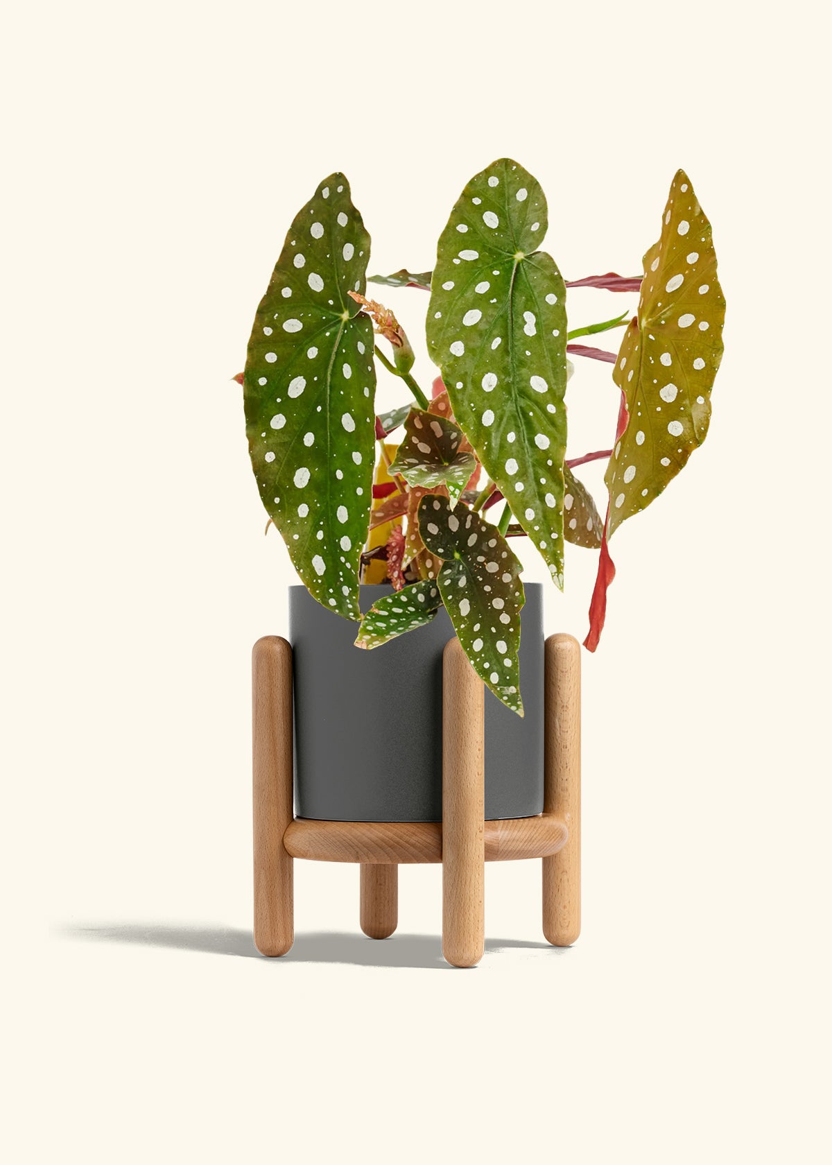 Begoia Maculata in a 6 inches Charcoal Classic Cylinder Planter in a Beech Wood Stand